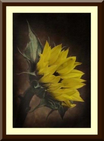 Sunflower, hand tinted with photograpic dyes